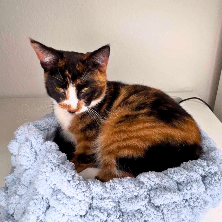 Handmade Crochet Pet Beds Pattern for Your Furry Buddy